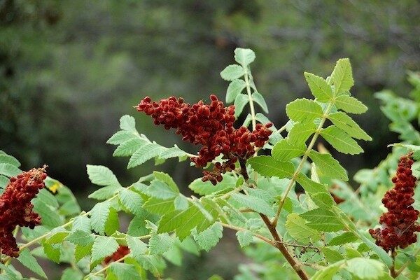 sommacco Rhus coriaria