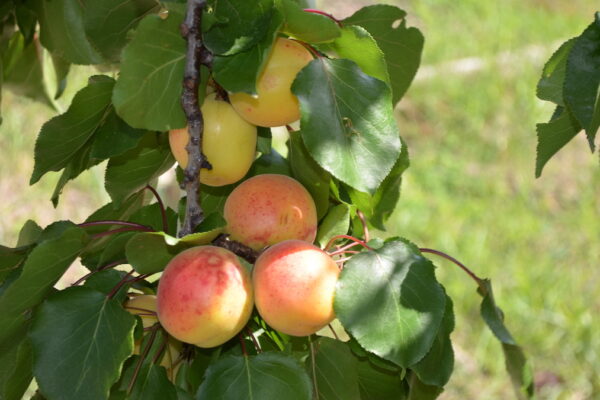 albicocche di Scillato