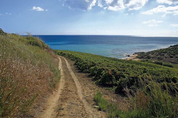 Mandrarossa Vineyard Tour