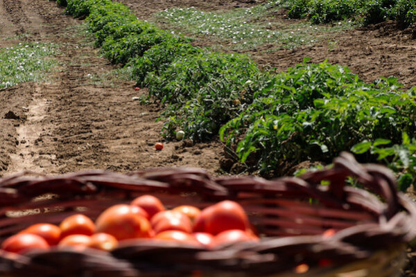 pomodoro rosso siccagno