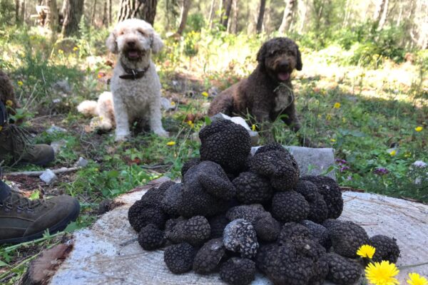 tartufo siciliano