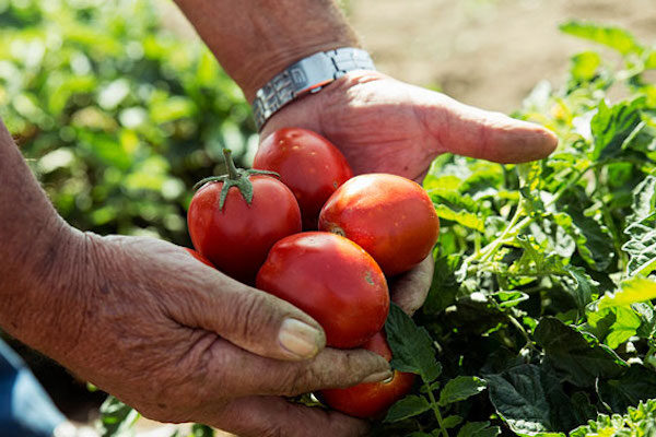 pomodoro siccagno valledolmo