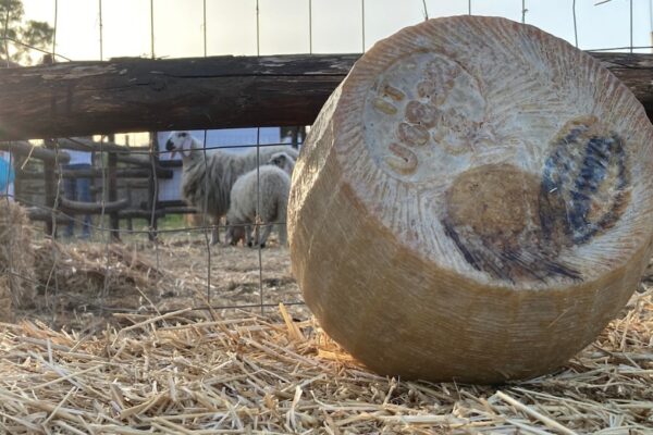 pecorino siciliano Dop