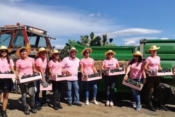 Vendemmia in Rosa